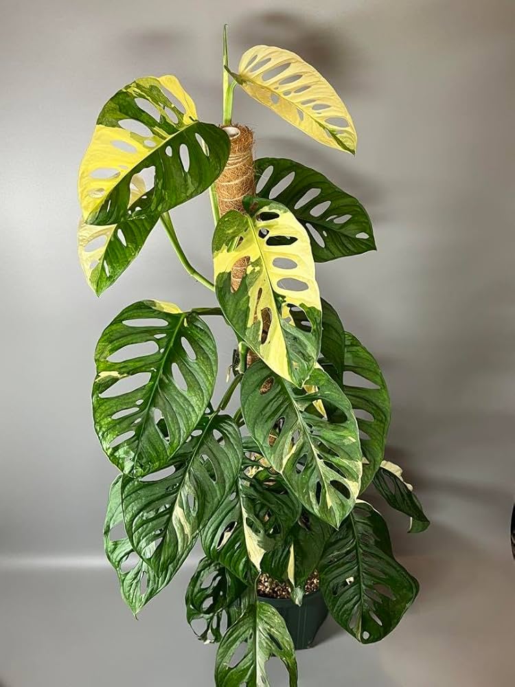 マドカズラ斑入り30節 新芽いっぱい Amazon.co.jp: マドカズラ 斑入り Monstera adansonii 抜き苗